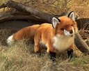 Folkmanis - Renard Roux