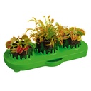 Kosmos - Plantes Carnivores - Venus Flytrap