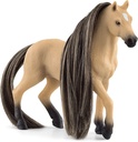 Jument andalouse Beauty Horse