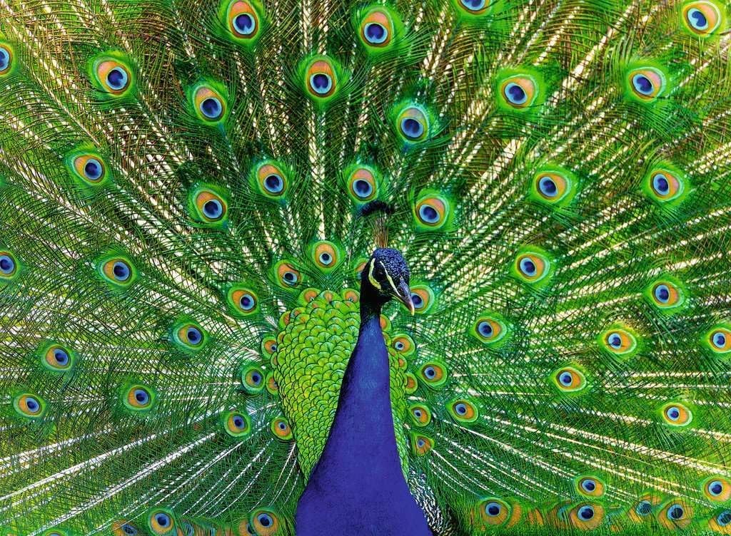 Peacock - Highlight Puzzle - Colorful Animals