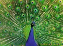 Peacock - Highlight Puzzle - Colorful Animals