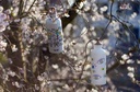 Gourde métal 0,6L - Vision blanc avec bouchon à vis