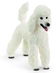 Caniche