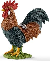 Coq