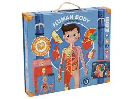 Le corps humain magnétique