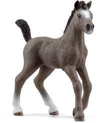 Cheval de Selle Français Fohlen