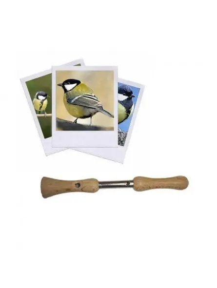 Les Zapos - Mésange Charbonnière