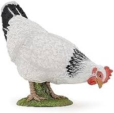 Poule blanche picorant