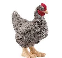 Poule Plymouth rock