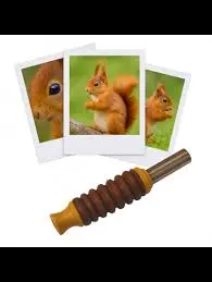 Les Zapos - Ecureuil roux