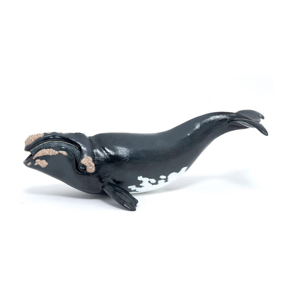 PAPO Baleine