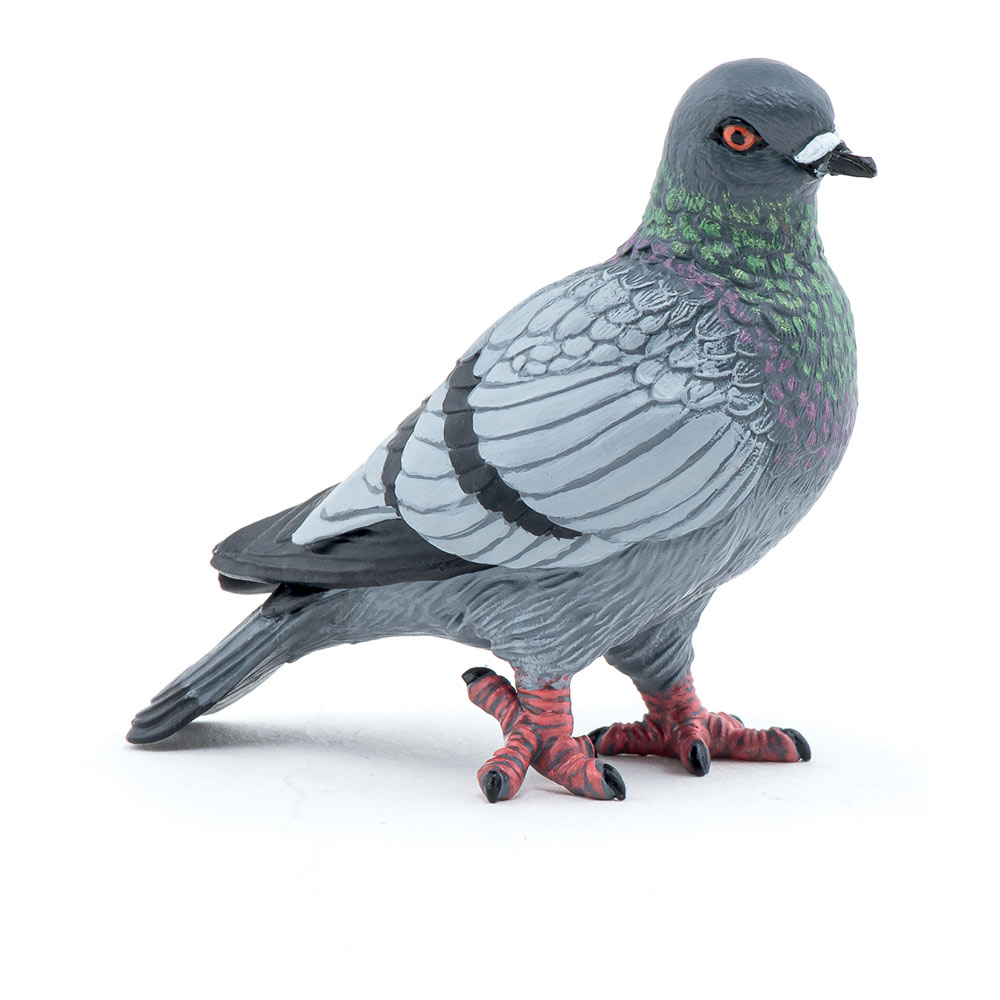 Pigeon