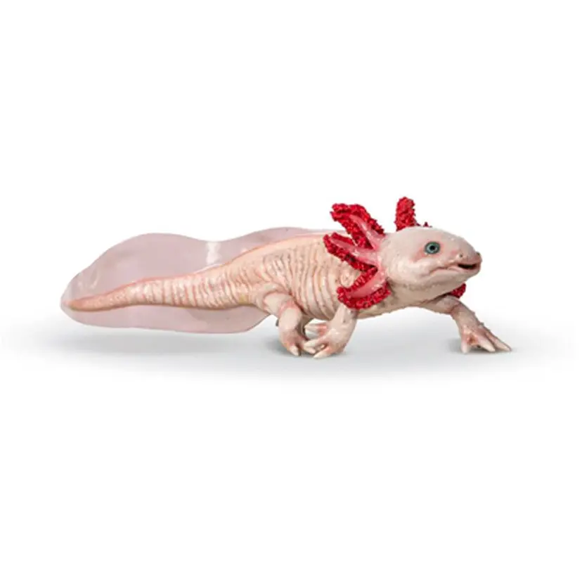 Axolotl