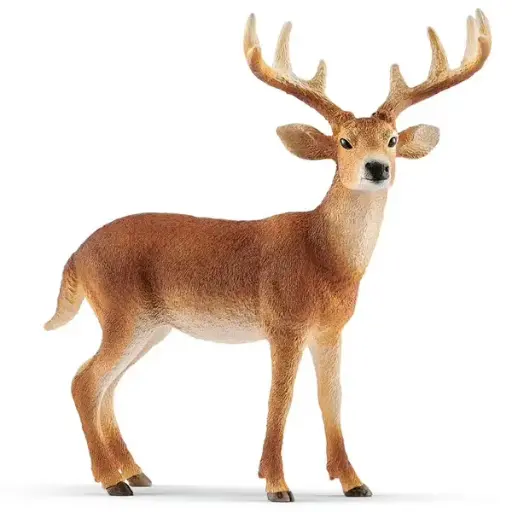 [14818] Cerf de virginie