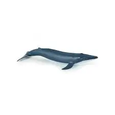 [56035] Baleineau