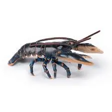 [56052] Homard