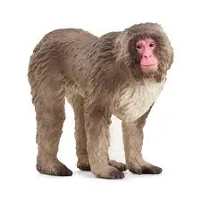 [14871] Macaque japonais