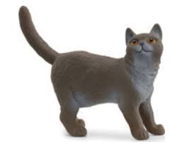 [13973] Chat britannique à poil court
